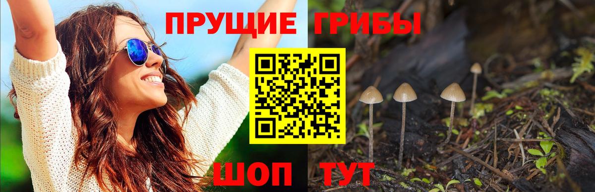 Галлюциногенные грибы Psilocybine cubensis Кириши